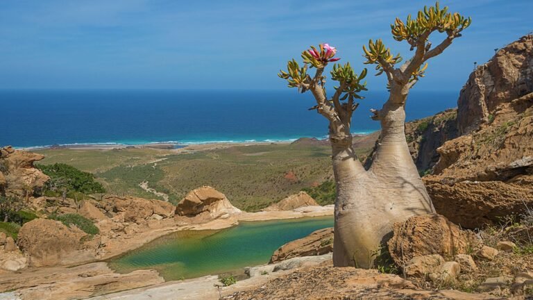 Socotra